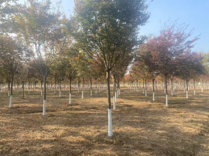 1731311802536021.png 1731311802536021.png